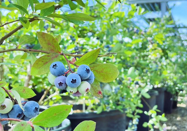 ブルーベリー収穫体験