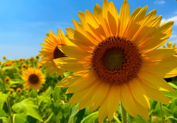 ひまわりが見ごろ